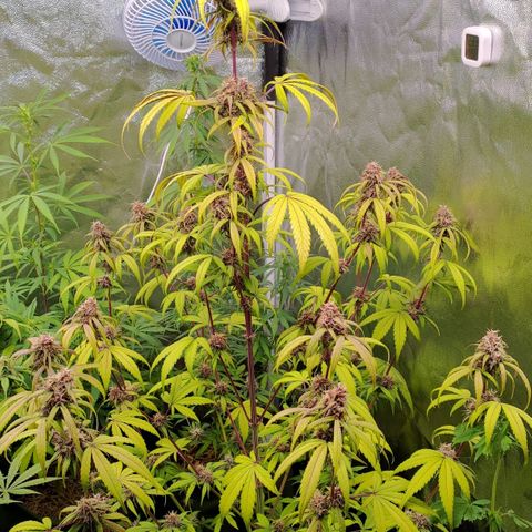 AF01 growlog timeline photo