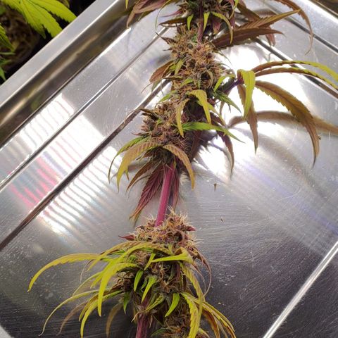 AF01 growlog timeline photo