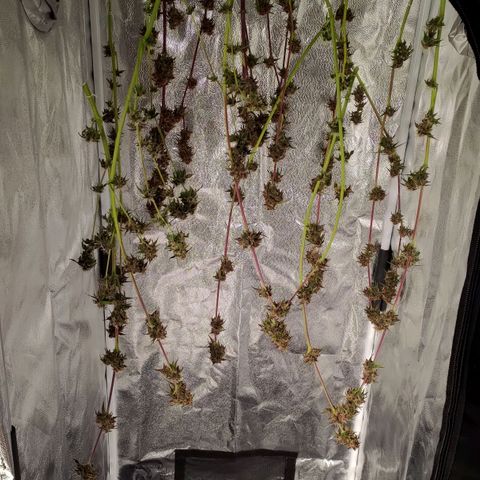 AF01 growlog timeline photo