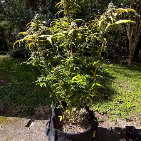AF03 growlog timeline photo