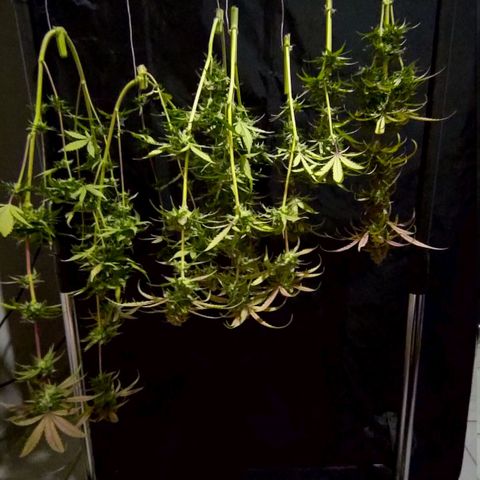 AF03 growlog timeline photo