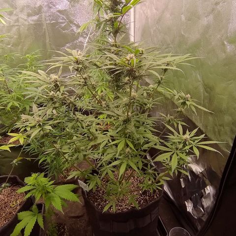 AF02 growlog timeline photo