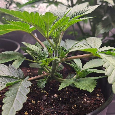 C.G. growlog timeline photo
