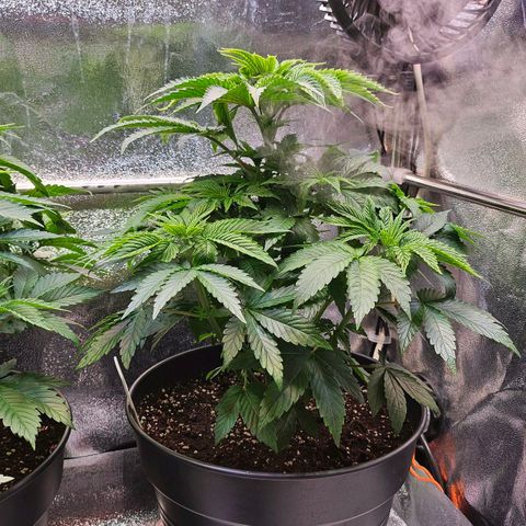 C.G. 6 growlog timeline photo