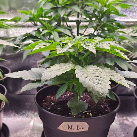 N.L. growlog timeline photo