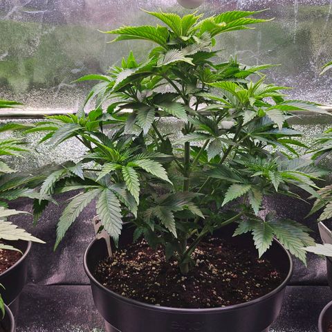 N.L. 5 growlog timeline photo