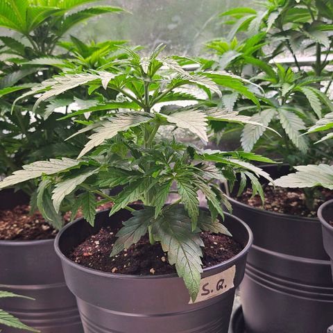 S.Q. growlog timeline photo