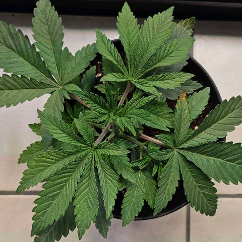 C.G. growlog timeline photo