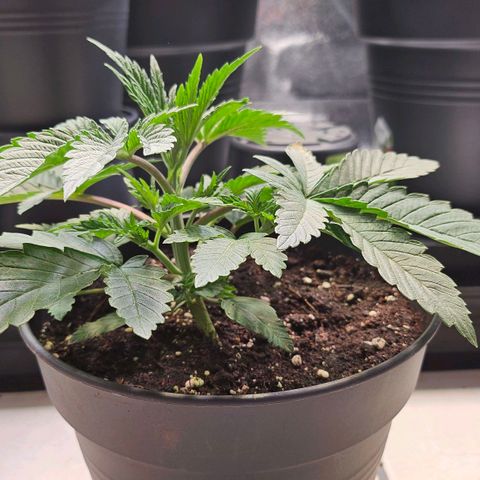 C.G. growlog timeline photo
