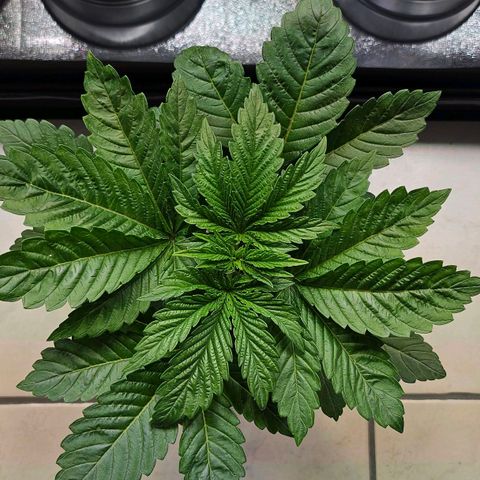 N.L. growlog timeline photo