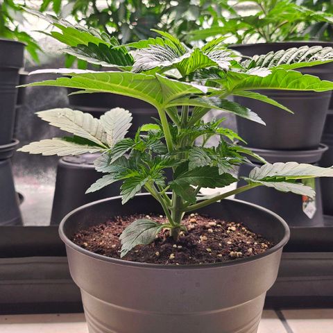 N.L. growlog timeline photo