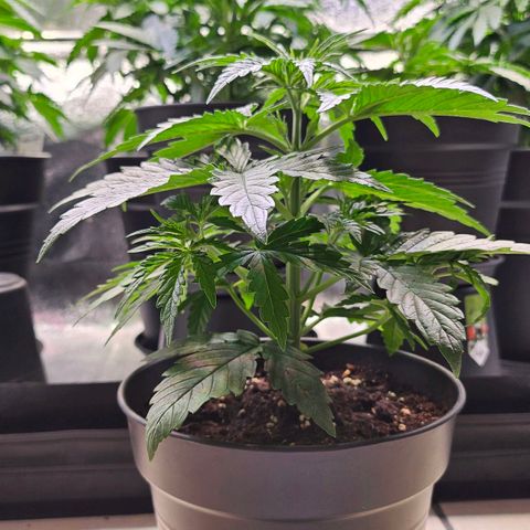 S.Q. growlog timeline photo