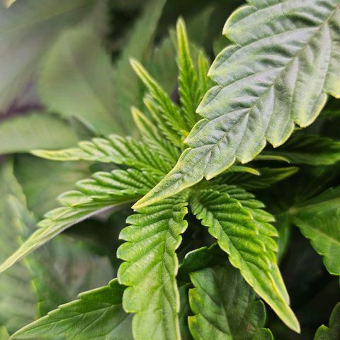N.L. 4 growlog timeline photo