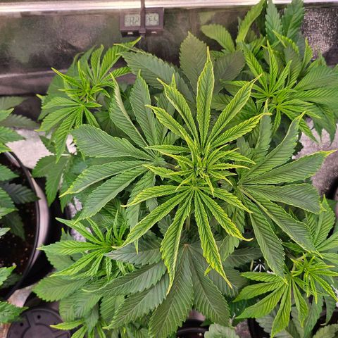 N.L. 5 growlog timeline photo