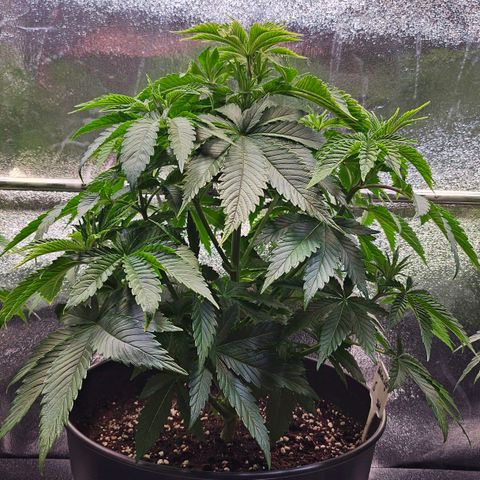 N.L. 5 growlog timeline photo