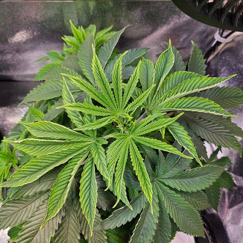 C.G. 6 growlog timeline photo