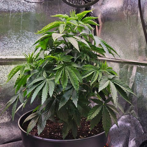 C.G. 6 growlog timeline photo