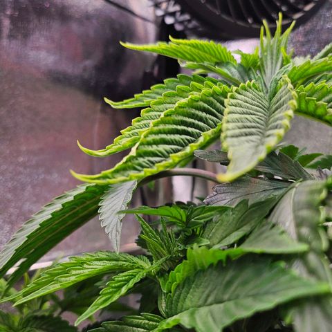 C.G. 6 growlog timeline photo