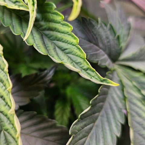 C.G. 6 growlog timeline photo