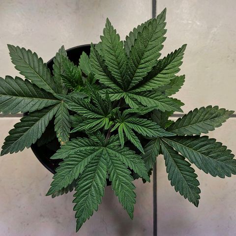 C.G. growlog timeline photo
