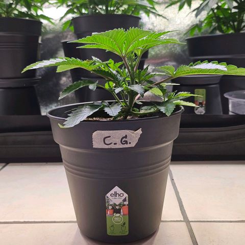 C.G. growlog timeline photo
