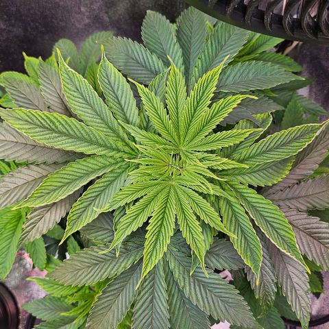 C.G. 6 growlog timeline photo