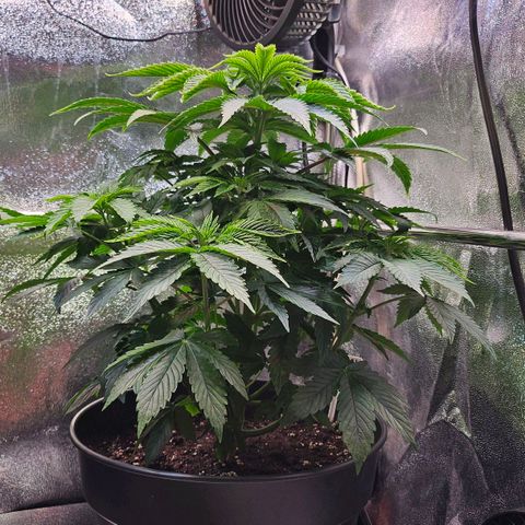 C.G. 6 growlog timeline photo