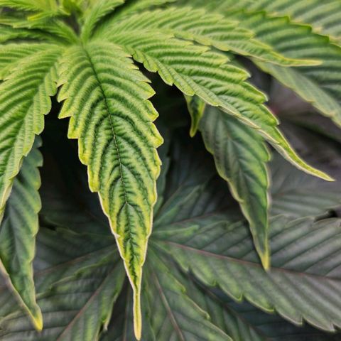 C.G. 6 growlog timeline photo