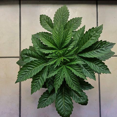 N.L. growlog timeline photo