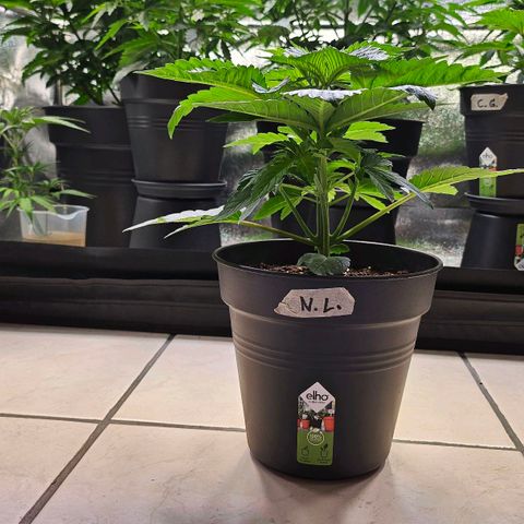 N.L. growlog timeline photo