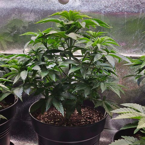 N.L. 5 growlog timeline photo