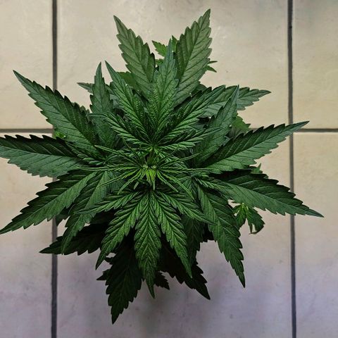 S.Q. growlog timeline photo