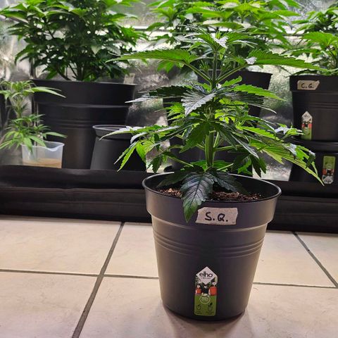 S.Q. growlog timeline photo