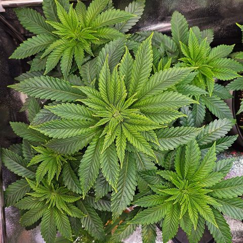 N.L. 4 growlog timeline photo