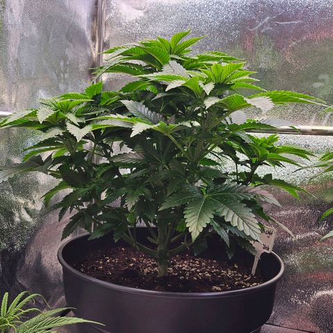 N.L. 4 growlog timeline photo