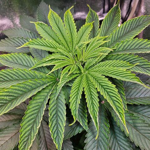 C.G. 6 growlog timeline photo