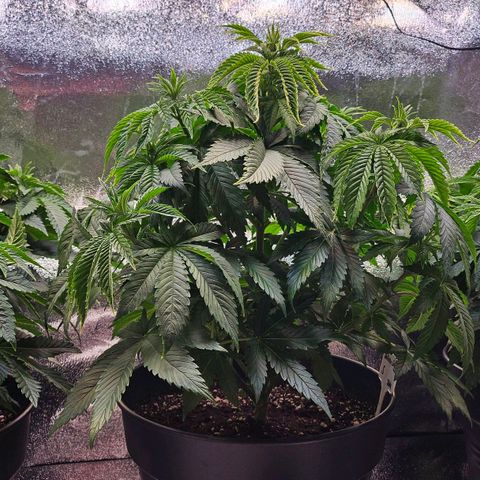 N.L. 4 growlog timeline photo