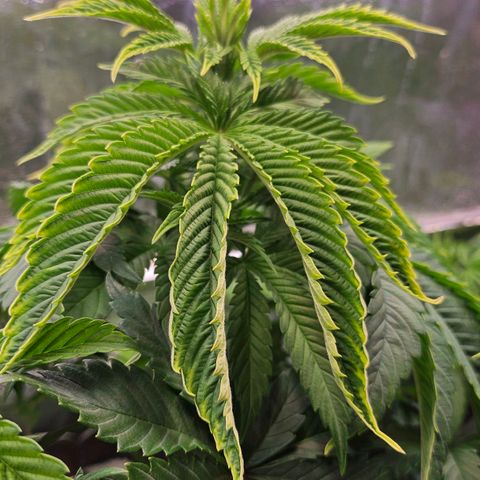 N.L. 4 growlog timeline photo