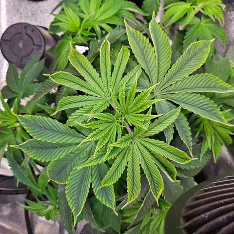 C.G. 6 growlog timeline photo