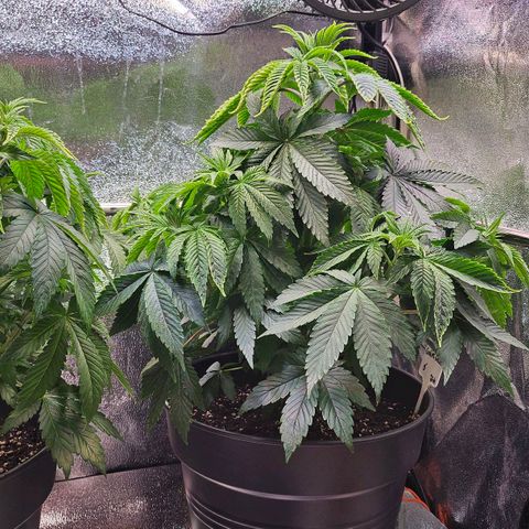 C.G. 6 growlog timeline photo