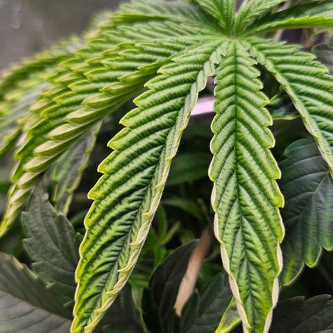 C.G. 6 growlog timeline photo