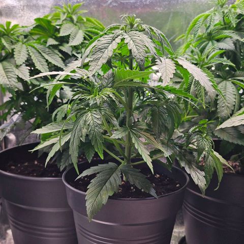 S.Q. growlog timeline photo