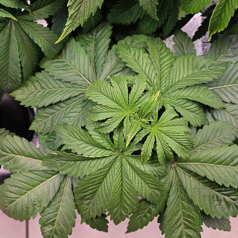 N.L. growlog timeline photo