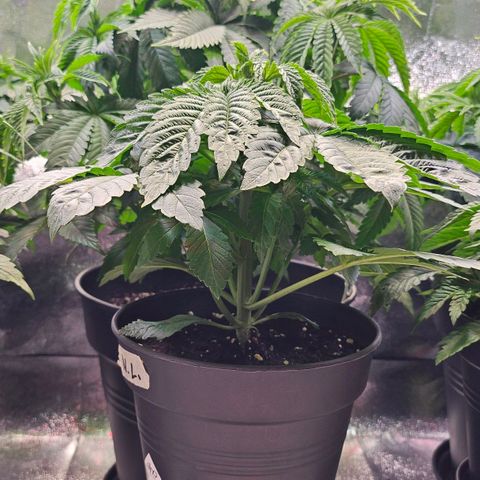 N.L. growlog timeline photo