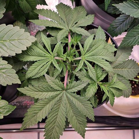 C.G. growlog timeline photo