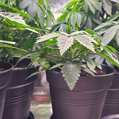 C.G. growlog timeline photo