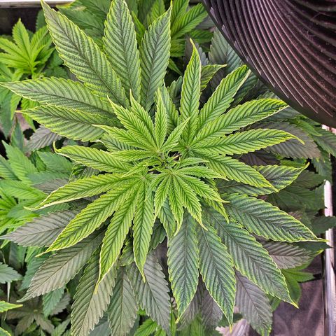 C.G. 6 growlog timeline photo