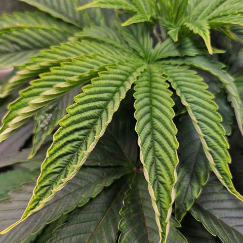 C.G. 6 growlog timeline photo