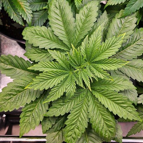 S.Q. growlog timeline photo