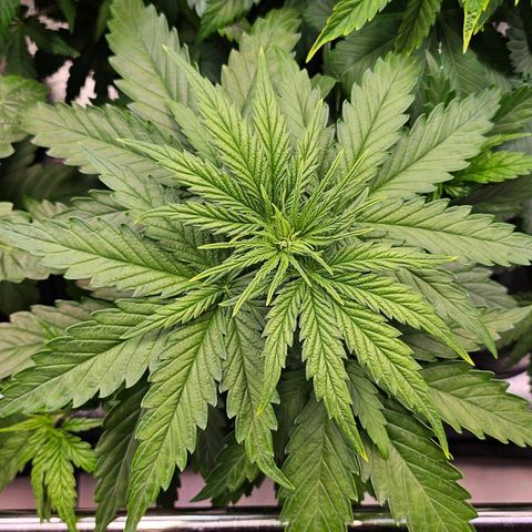 N.L. growlog timeline photo